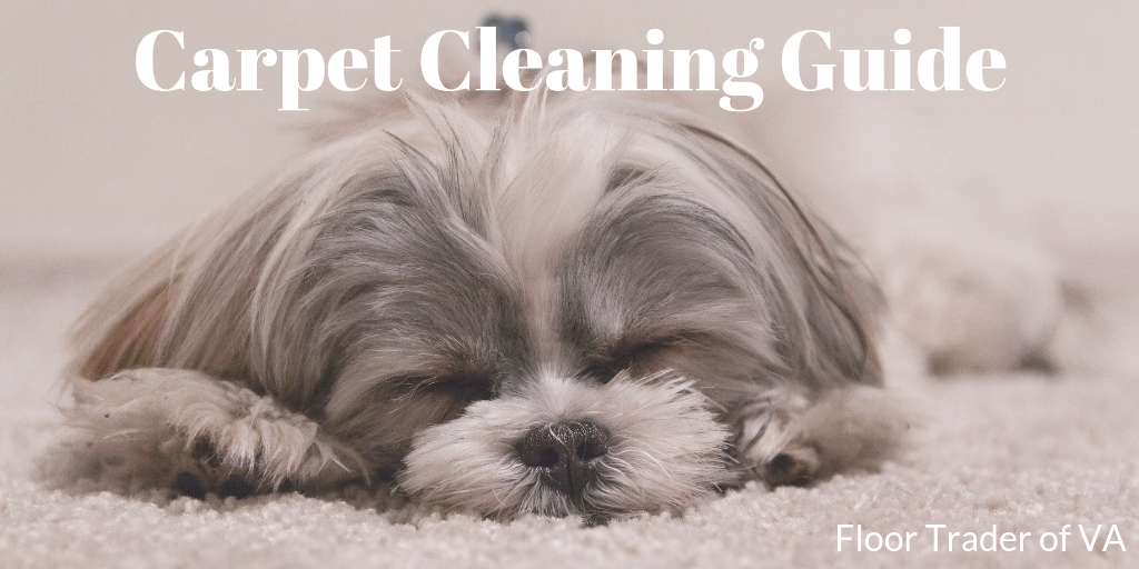 Carpet cleaning text overlaid dog sleeping on plush white carpet